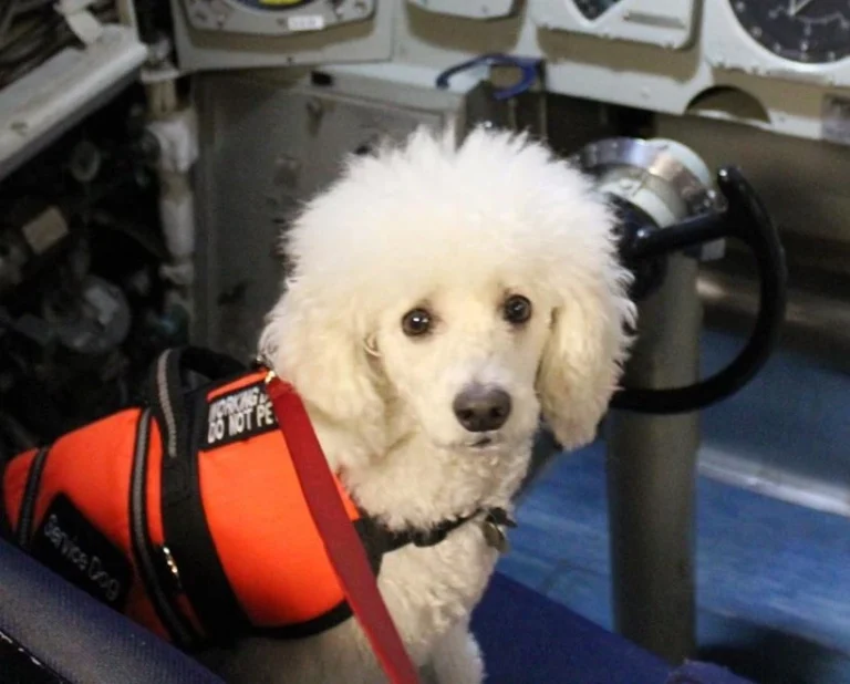 A standard poodle wearing a service dog vest,