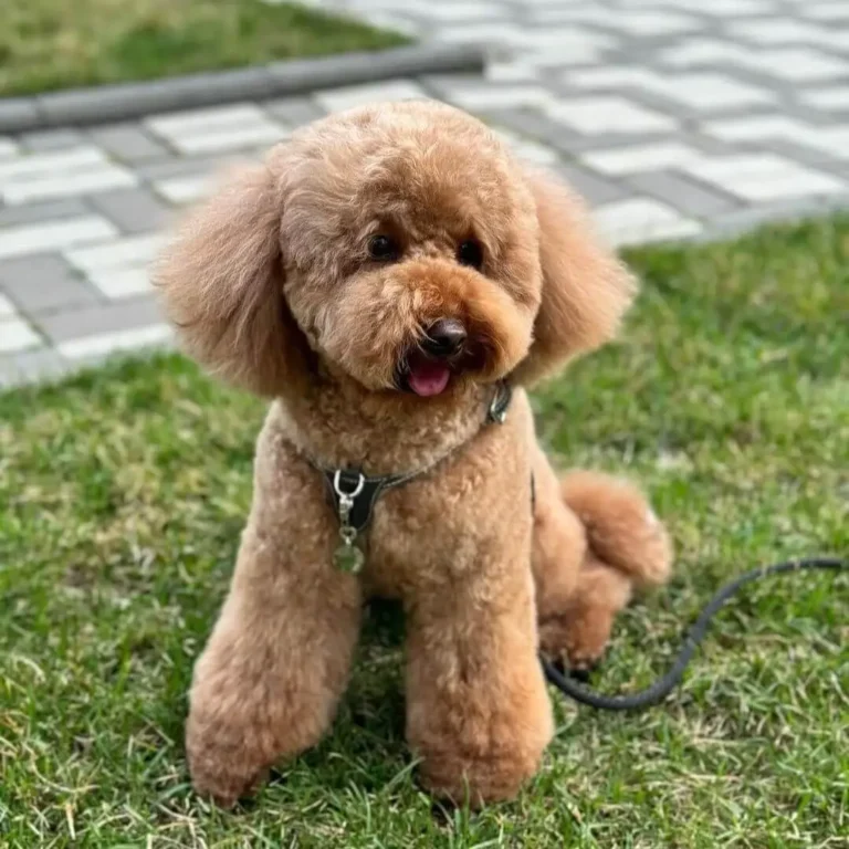 Hypoallergenic Poodle mix dog with curly hair