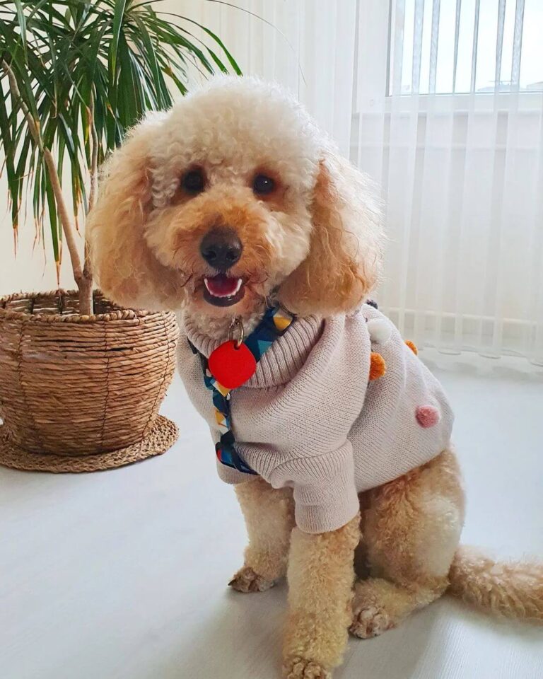 Are Poodles Expensive?