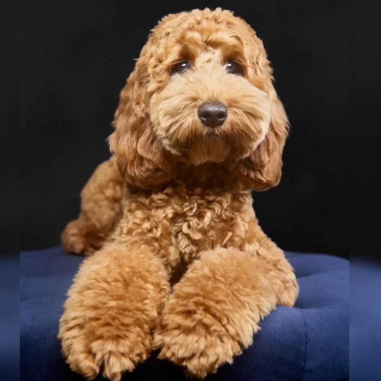 Poodle looking anxious at home alone