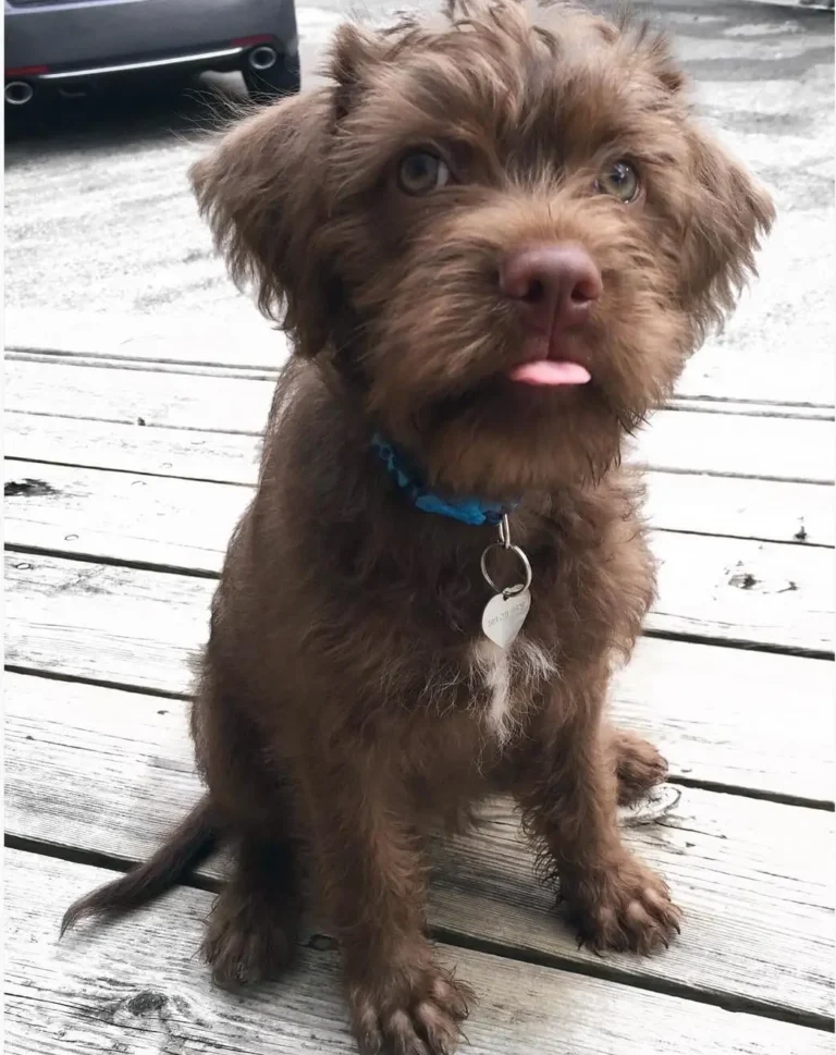 Bossi-Poo dog, a hybrid mix of Boston Terrier and Poodle.