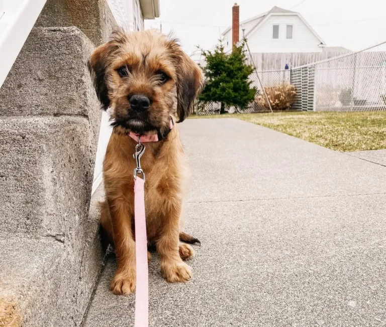 Boxer Poodle Mix, playful and intelligent dog