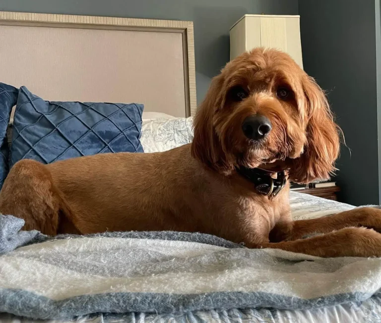 Adorable Irish Doodle dog with curly fur