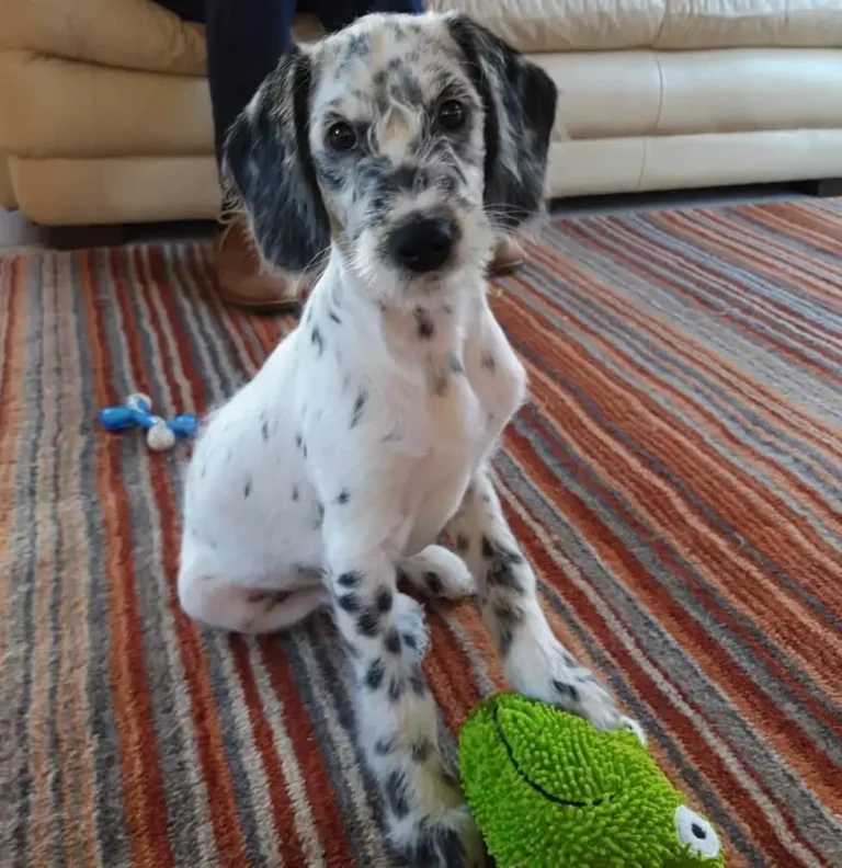 Dalmatian and Poodle mixed dog.