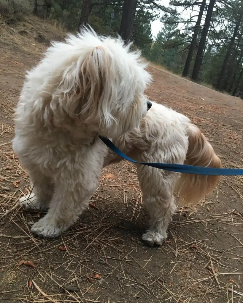 Staffy Poodle Mix Socialization and Training