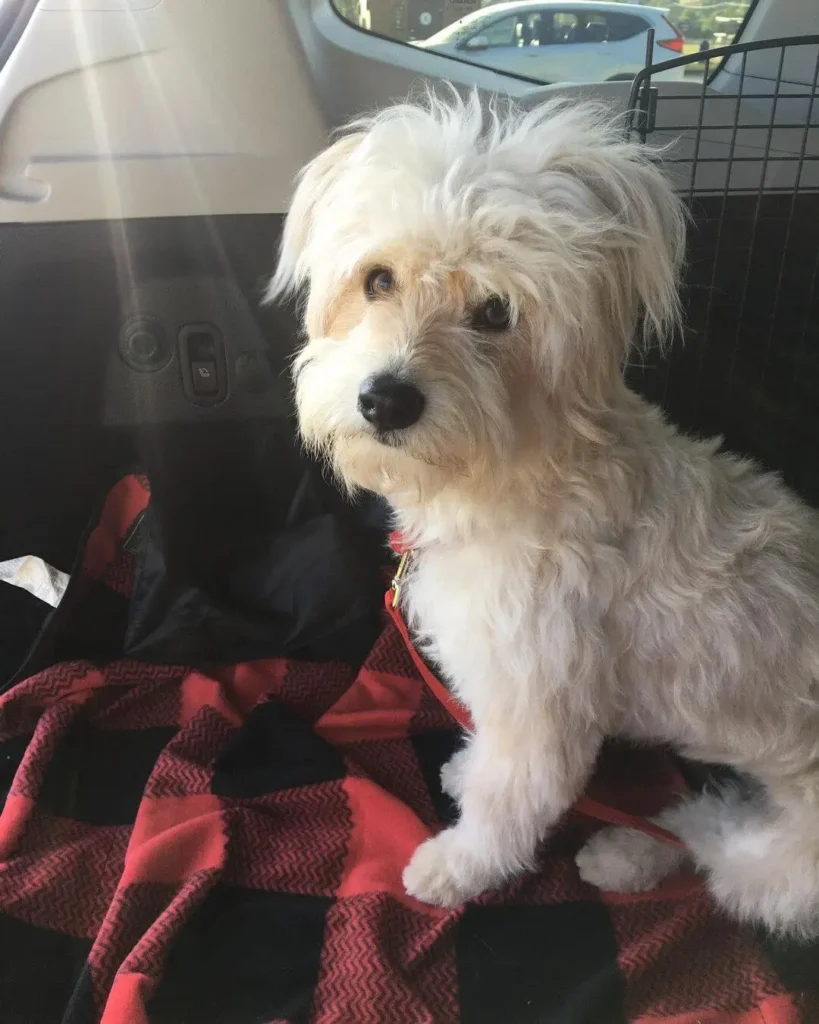 Playful Staffy Poodle Mix Puppy