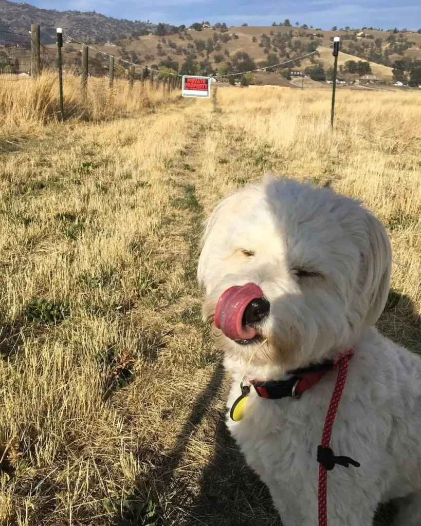 Playful Staffy Poodle Mix Puppy