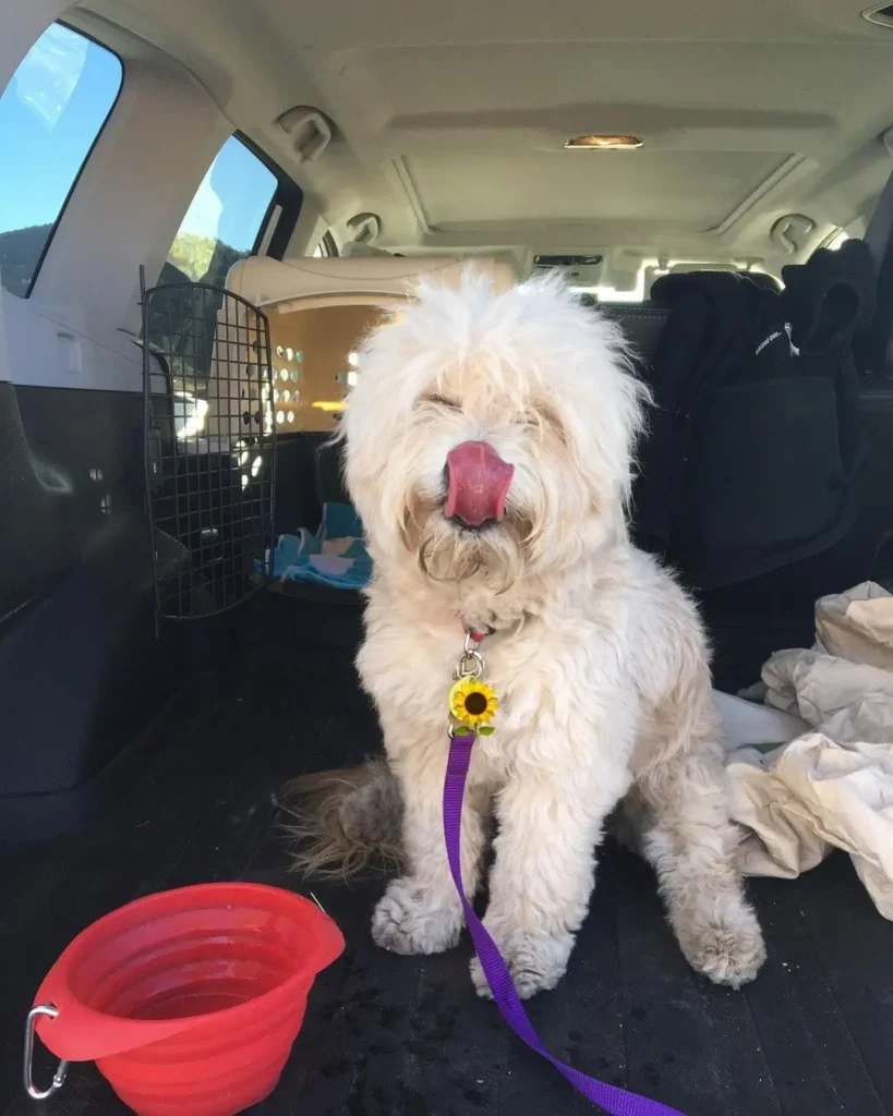 Friendly and Playful Staffypoo