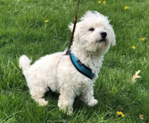 Westiepoo dog