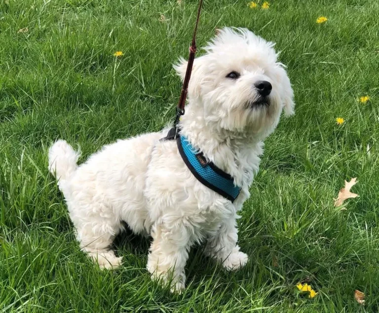 Westiepoo dog