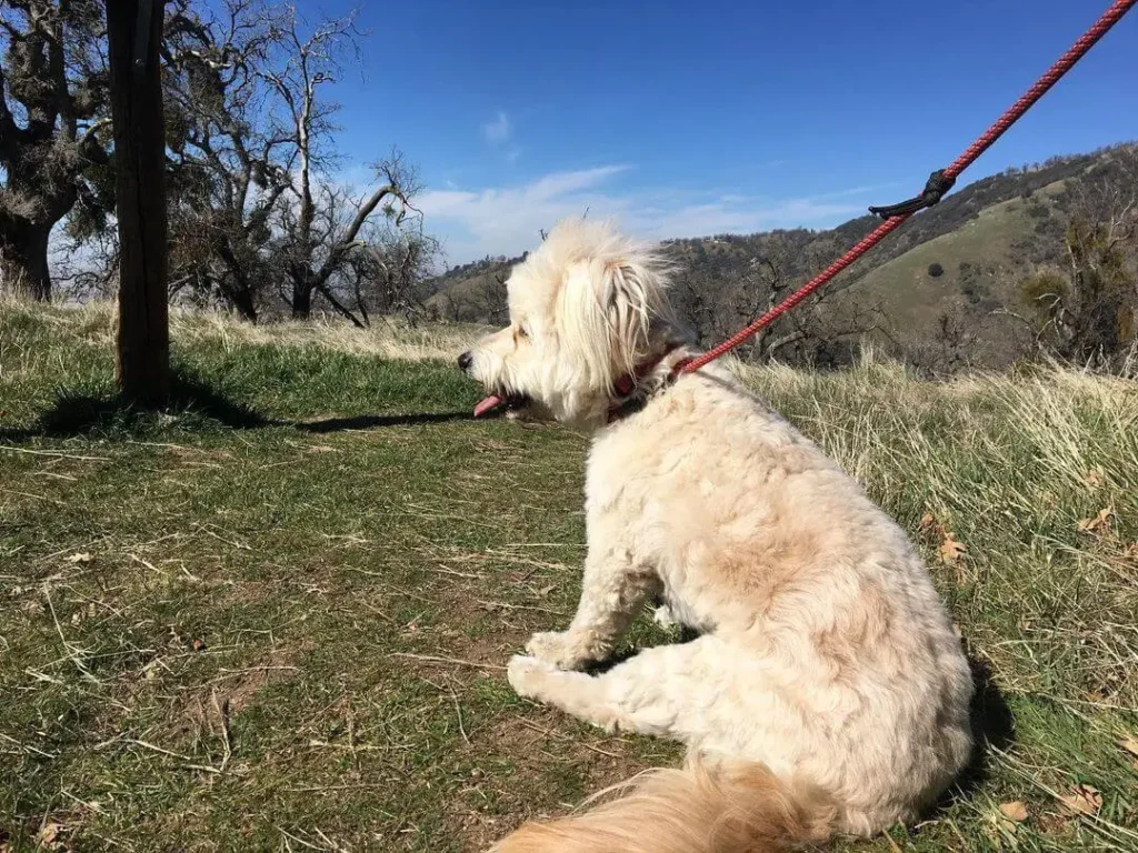 A Variety of Coat Colors and Textures in Staffy Poodle Mixes