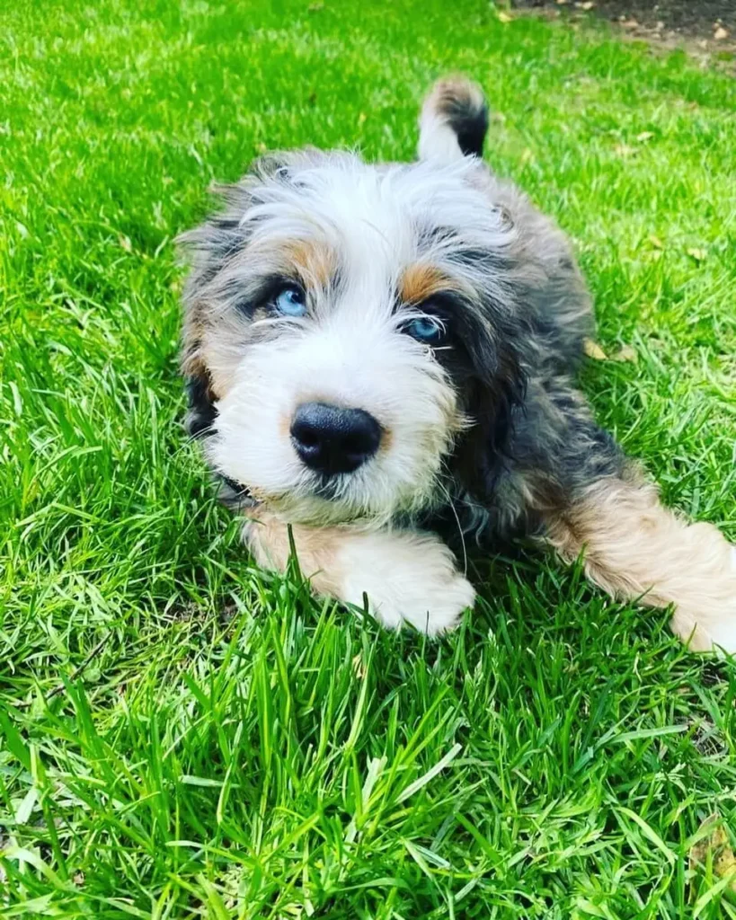 Blue Merle Bernedoodle Poodle Mix Grooming