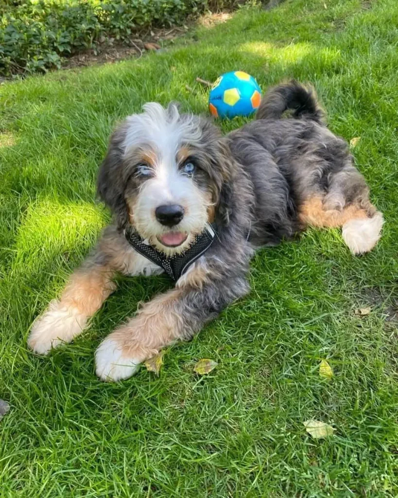 A beautiful Blue Merle Bernedoodle Poodle Mix dog