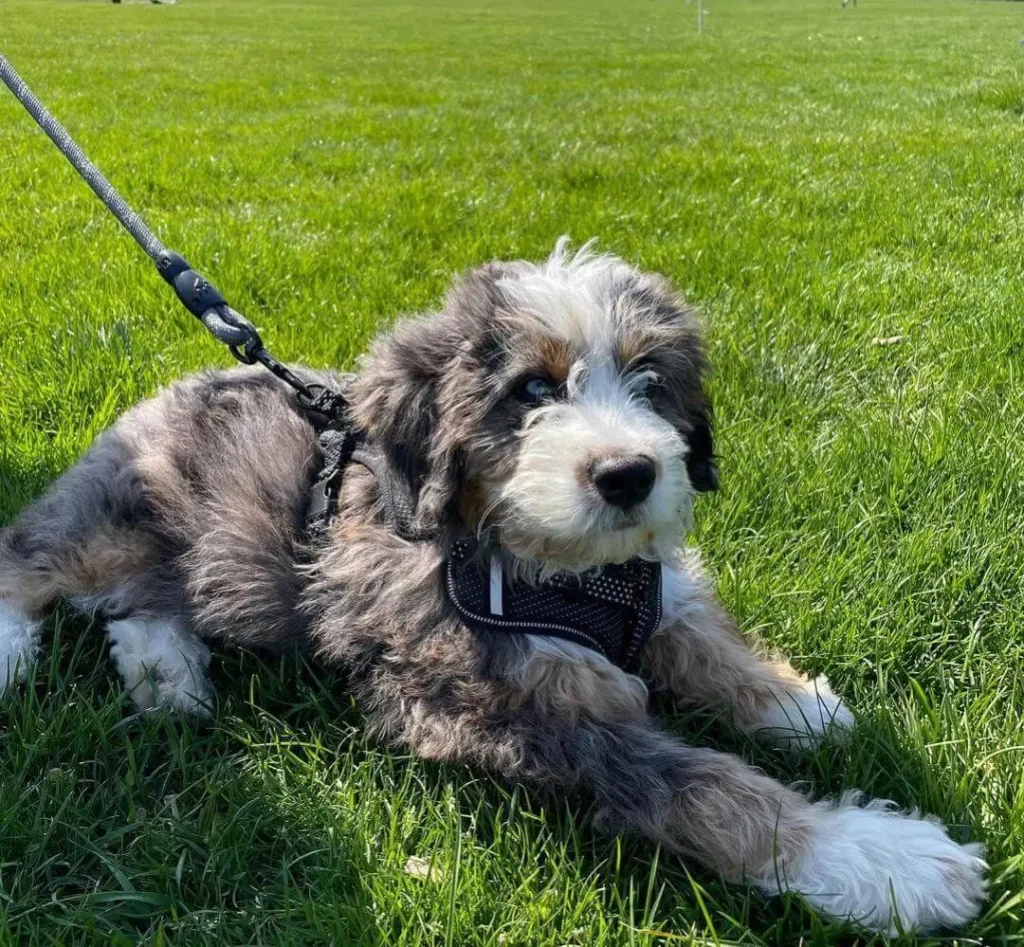 Blue Merle Bernedoodle and Black Poodle Mix