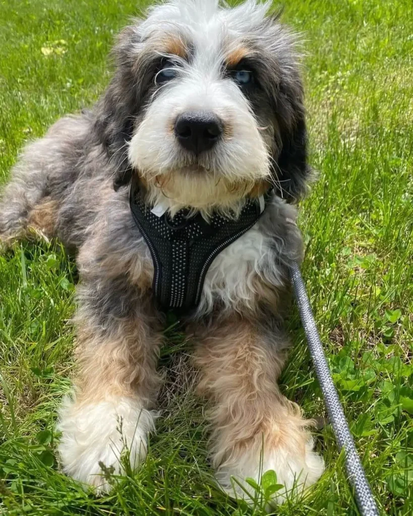 A beautiful Blue Merle Bernedoodle Poodle Mix dog