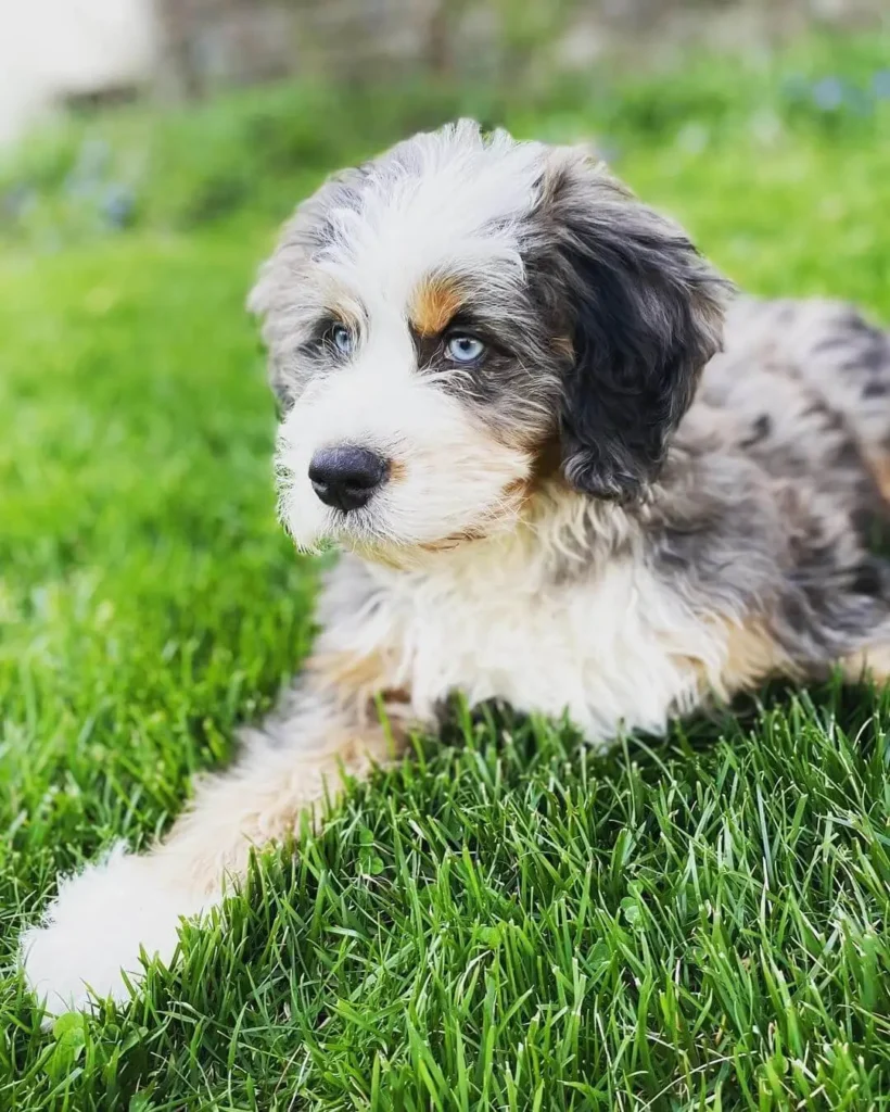 A healthy Blue Merle Bernedoodle Poodle Mix dog