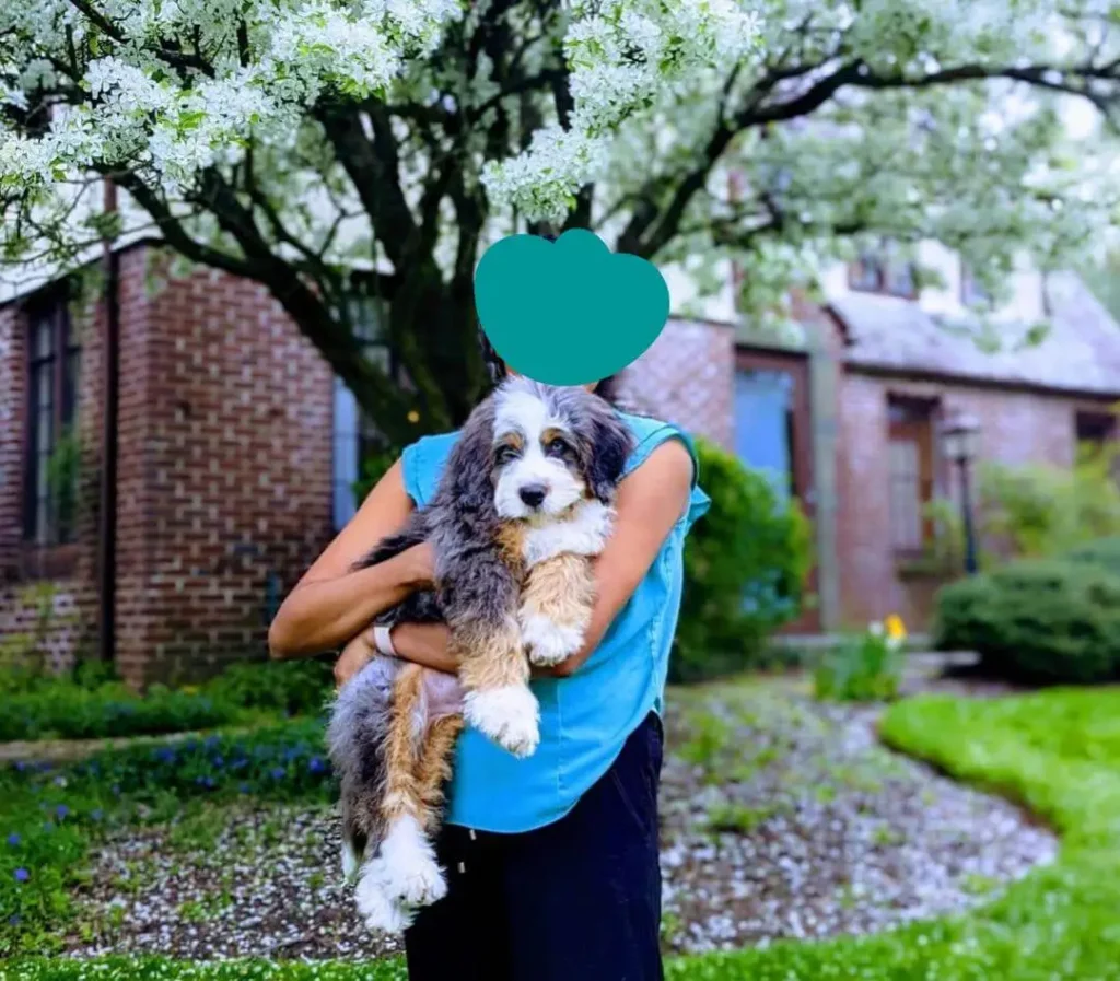 Temperament and Personality of Blue Merle Bernedoodle Poodle Mix 